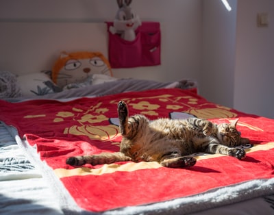 红色床单上的斑猫